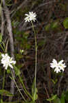 Largeleaf rose gentian